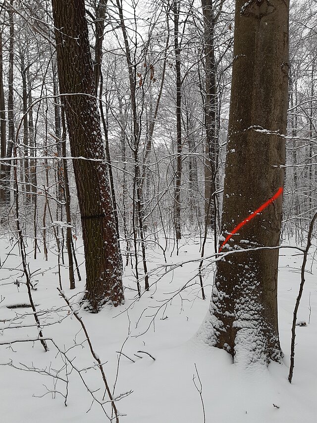 Mit Strichen markierte Bäume in einem verschneiten Winterwald