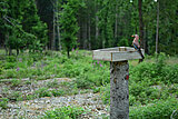 Linkziel: Link zum Beitrag mit dem Thema Krächzender Vogel hilft beim Waldumbau ; Bildinhalt: Ein Eichelhäher an einer Futterstelle