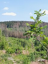 Linkziel: Link zum Beitrag mit dem Thema ThüringenForst-Holzeinschlag 2023: Zu 95 % Schadholz; Bildinhalt: Nachwachsender Mischwald auf einer Schadfläche.