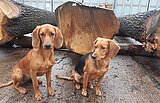 Linkziel: Link zum Beitrag mit dem Thema Raritäten und Perlen der naturnahen Waldwirtschaft ; Bildinhalt: Zwei Hunde sitzen vor einem Baumstamm