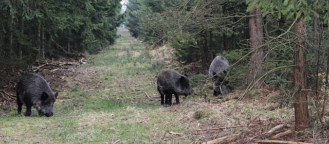 Drei Wildscheine im Wald