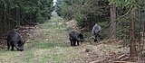 Linkziel: Link zum Beitrag mit dem Thema Welche Waldtiere sind gefährlich?; Bildinhalt: Drei Wildscheine im Wald