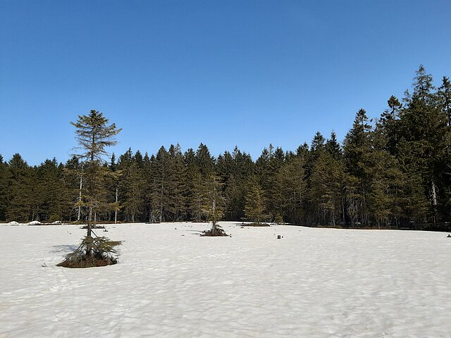 Verschneite Winterlandschaft an einem Moor im Thüringer Wald