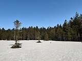 Linkziel: Link zum Beitrag mit dem Thema ThüringenForst unterstützt nationales Moorbodenmonitoring ; Bildinhalt: Verschneite Winterlandschaft an einem Moor im Thüringer Wald