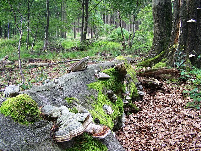 ein mit Pilzen bewachsener alter Baumstamm liegt im Laubwald