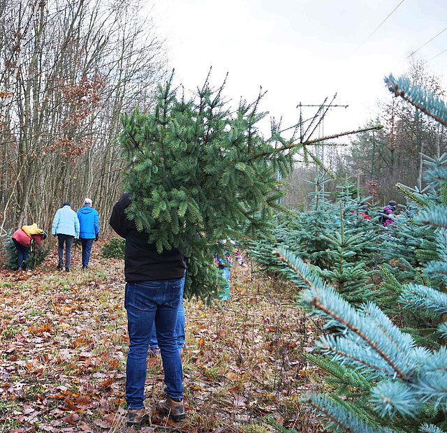 Ein Mann trägt einen buschigen Tannenbaum auf dem Rücken. Der Mann steht auf einer Verkaufsfläche am Wald, wo Kunden ihre Weihnachtsbäume selbst absägen/ernten können.