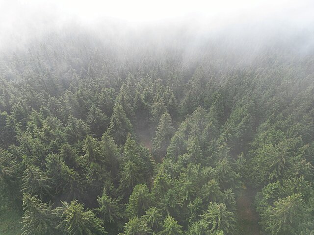 Nadelwald im Nebel aus der Vogelperspektive