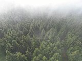 Linkziel: Link zum Beitrag mit dem Thema Wald verteilt Niederschläge in Kreisläufe; Bildinhalt: Nadelwald im Nebel aus der Vogelperspektive