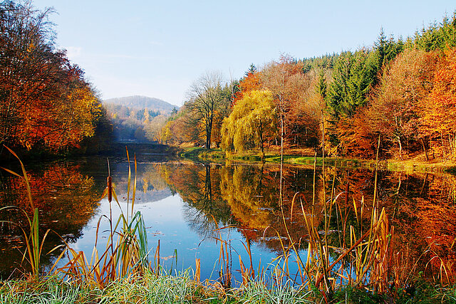 Blick auf einen Herbstwald, der sich in einem See spiegelt. der Himmel ist blau.