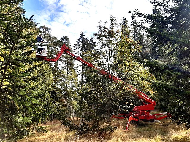 Baggerartiges Forstfahrzeug mit Greifarm in einem Waldstück