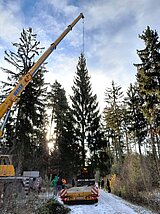 Linkziel: Link zum Beitrag mit dem Thema Weihnachtsbaum aus Thüringen schmückt Brandenburger Tor; Bildinhalt: Eine große Fichte wird mit einem Kran auf einen LKW verladen.