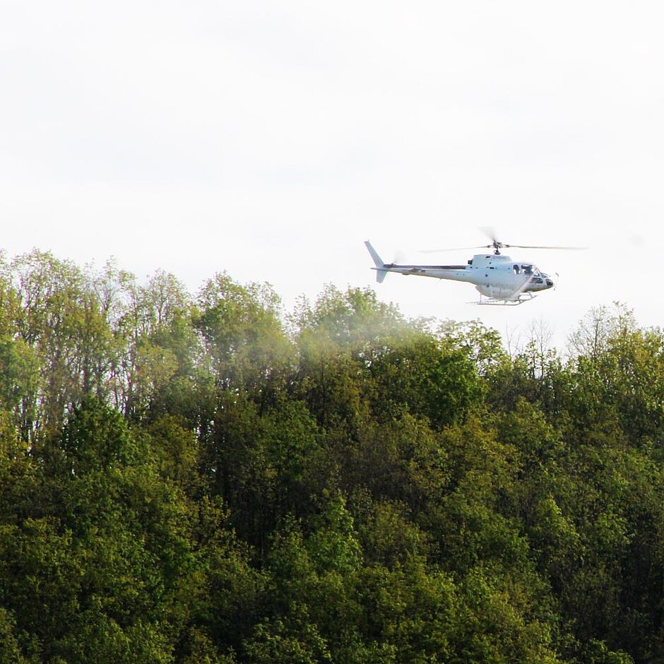 Ein Helikopter fliegt über ein von Schädlingen befallenes Waldstück und lässt ein Bekämpfungsmittel ab.