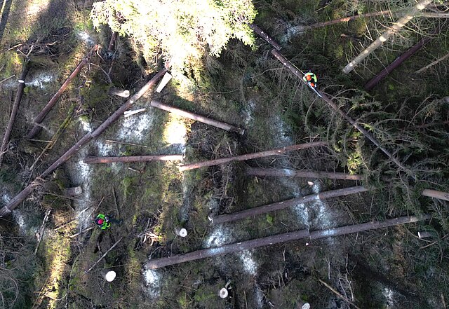 Drohnenaufnahme (Vogelperspektive) ziegt, wie 2 Forstwirte liegende Bäume mit der Motorkettensäge aufarbeiten.