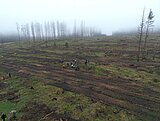 Linkziel: Link zum Beitrag mit dem Thema Klimawandel: Aufforstungen im Staatswald auf gutem Weg ; Bildinhalt: Auf einem Waldstück ohne Bäume (Schadfläche) im Wald findet eine Baumpflanzung mit vielen Helfern statt. Im Hintergrund ist ein karger Wald im Nebel zu sehen.