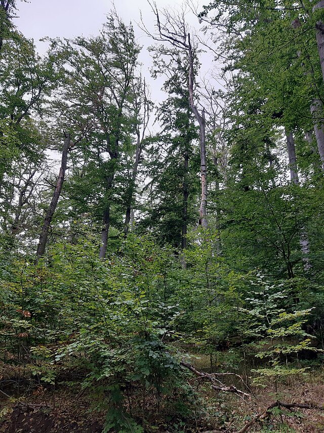 Das Foto zeigt im Vordergrund junge Buchen, die vollständig belaubt sind. Im Hintergrund sind alte, hohe Buchen zu sehen, deren Kronen z.T. voll belaubt sind oder kahle Äste und Zweige aufweisen. 