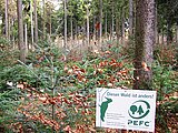 Linkziel: Link zum Beitrag mit dem Thema Kommunen aufgepasst: Waldhauptstadt 2025 gesucht!; Bildinhalt: Waldstück mit PEFC-Tafel