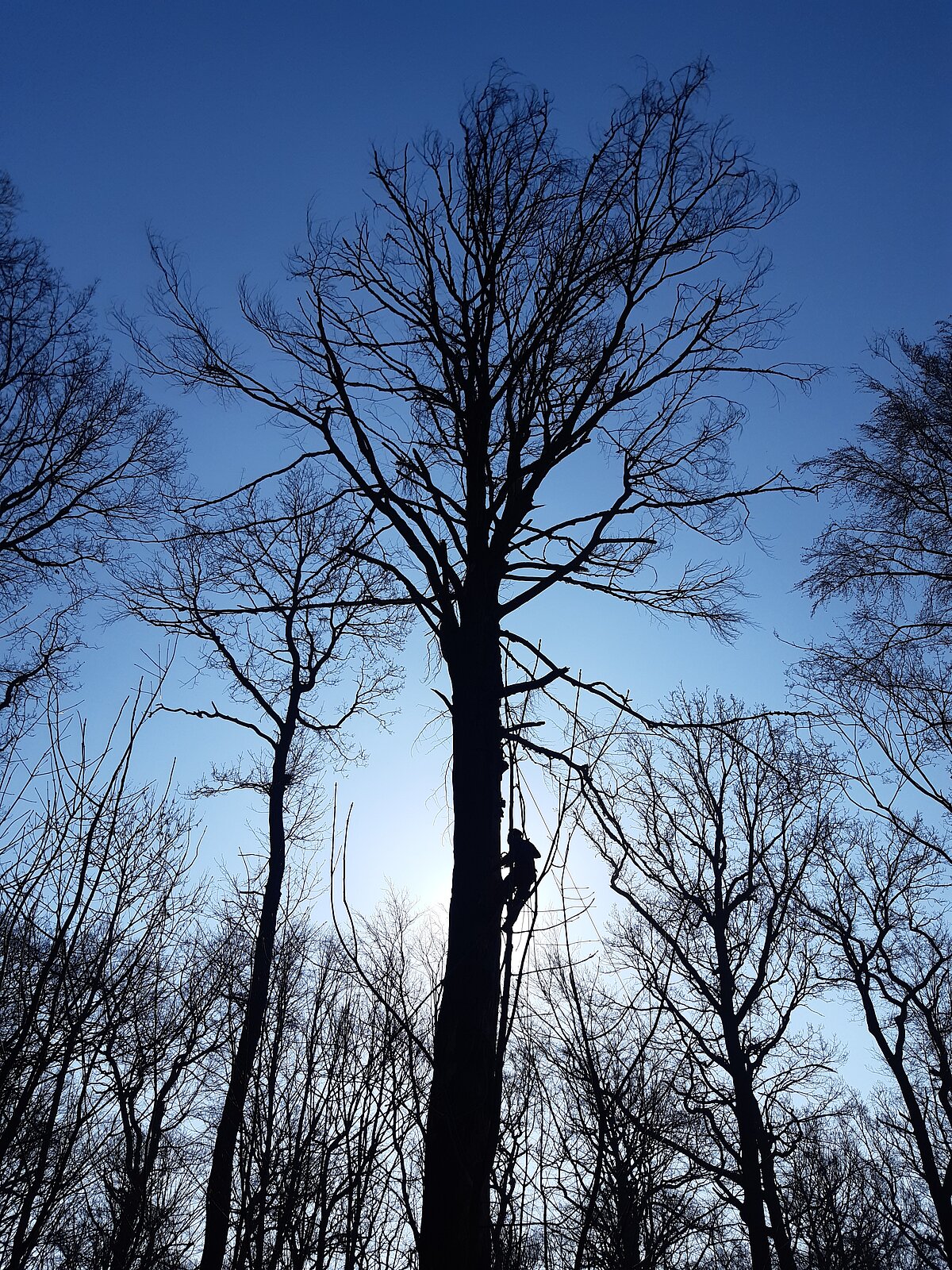 Forstamt warnt vor Gefahren durch Totholz im Laubwald: ThüringenForst
