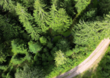 Linkziel: Link zum Beitrag mit dem Thema Einladung Fachkolloquium Forstliches Monitoring; Bildinhalt: Eine Drohnenaufnahme eines Waldstücks.