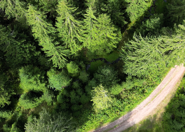 Eine Drohnenaufnahme eines Waldstücks.