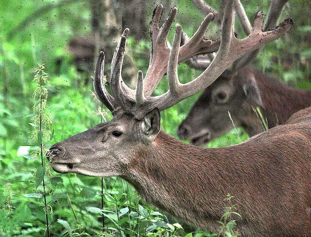 Großer Hirsch mit großem, samtartig überzogenem  Geweih in einem Sommerwald