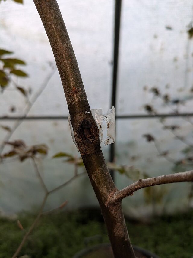 Das Foto zeigt einen dünnen Buchenast, der mit dem Schaderreger Diplodia fraxini beimpft wurde. An der Impfstelle ist die Rinde aufgeplatzt und Teile des Gewebes sind abgestorben.