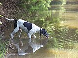 Linkziel: Link zum Beitrag mit dem Thema Leinenpflicht im Wald: Warum sie so wichtig ist ; Bildinhalt: Ein Hund trinkt aus einem Gewässer