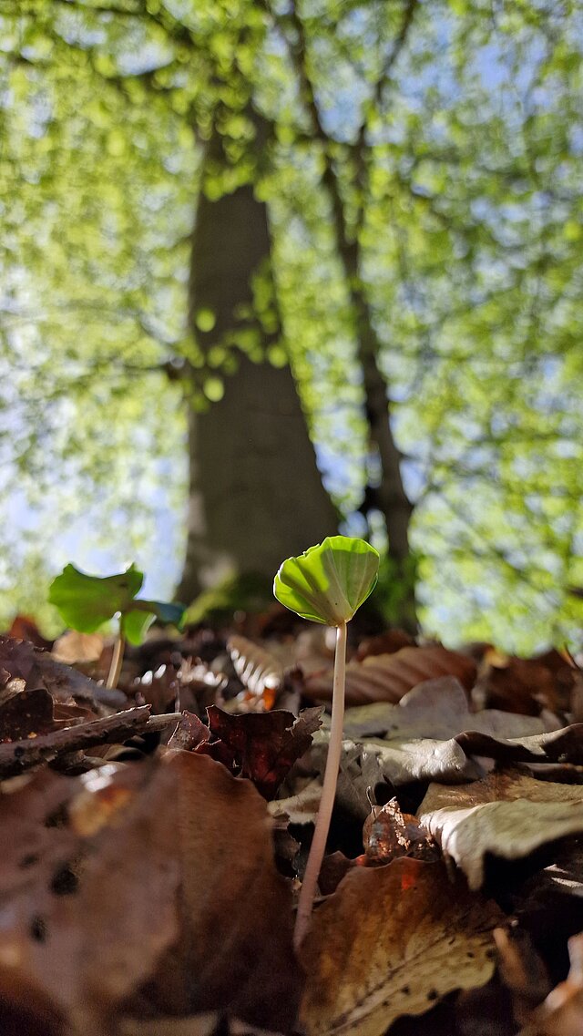 kleiner, fächerförmiger grüner Buchenkeimling wächst aus dem Waldboden; im Hintergrund stehen ausgewachsene Buchenbäume (Laubbäume)