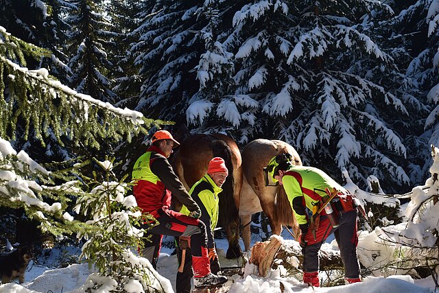 Zwei Pferde im verschneiten Winterwald. Im Vordergrund drei Personen in forstlicher Sicherheitsarbeitskleidung, die einen Baumstamm begutachten.