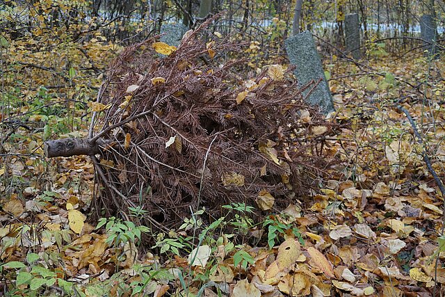 alter brauner Weihnachtsbaum liegt im Wald