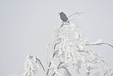 Linkziel: Link zum Beitrag mit dem Thema Winterstürme bergen besonderes Risiko im Wald; Bildinhalt: 