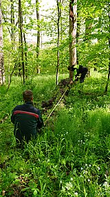 Linkziel: Link zum Beitrag mit dem Thema Wie geht es Thüringens Wäldern? ; Bildinhalt: Der Landesinventurleiter von ThüringenForst bei der Datenaufnahme im Wald. 