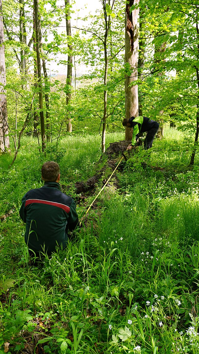 Der Landesinventurleiter von ThüringenForst bei der Datenaufnahme im Wald. 