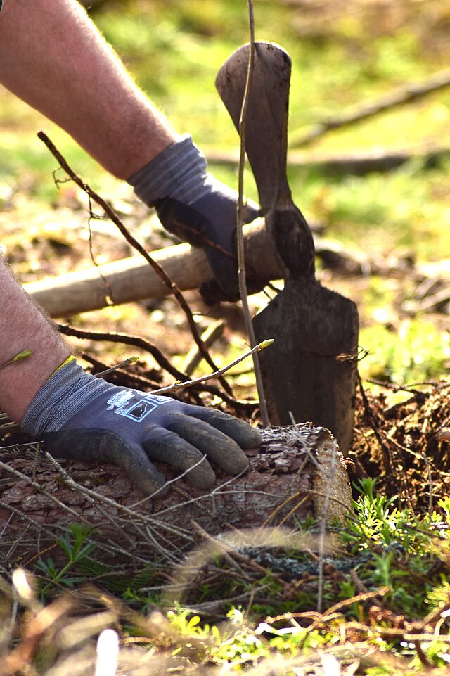 Hände graben einen kleinen Baumsetzling in die Erde.
