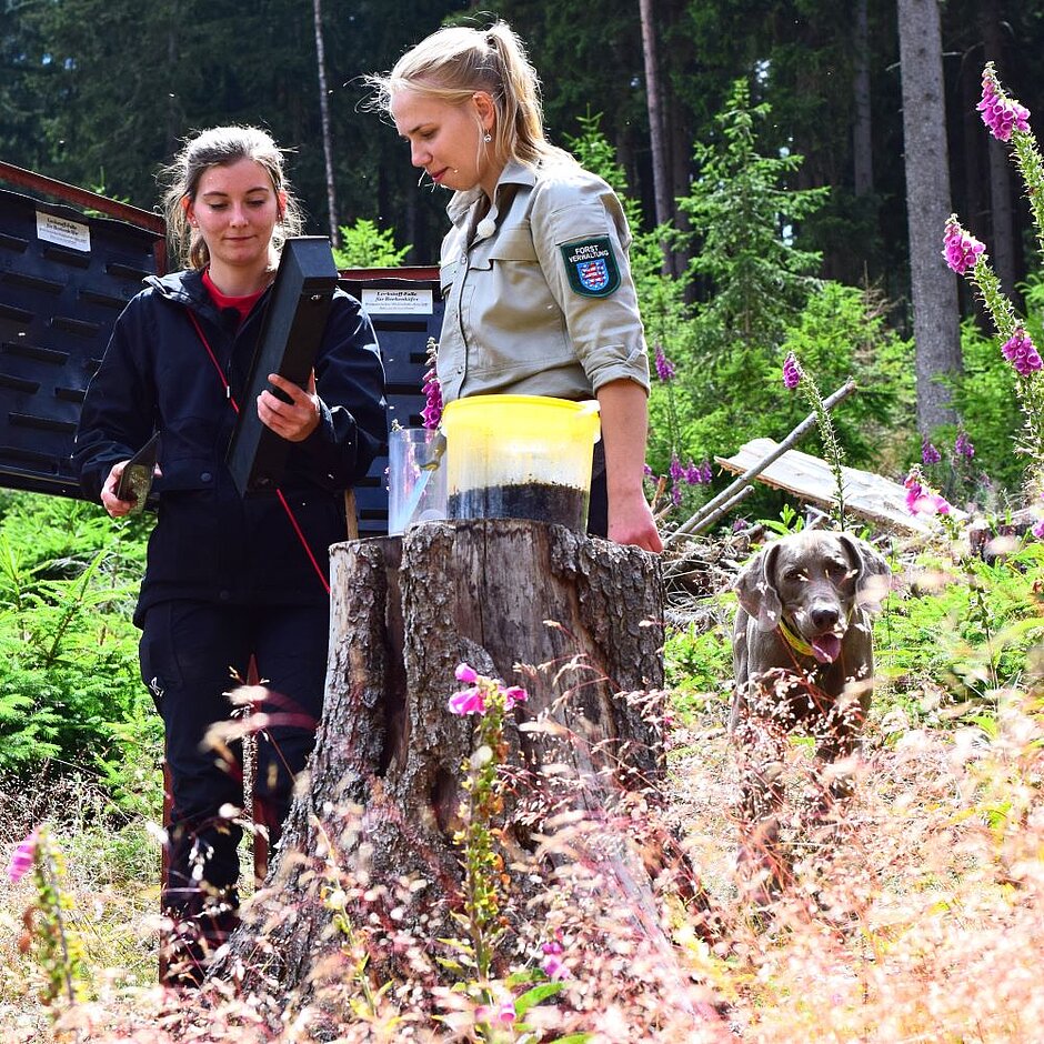 Revierleiterin und Forstschutzkoordinatorin stehen an einer Borkenkäferfalle im Wald und dokumentieren die gefangenen Käfer. Neben ihnen steht ein Jagdhund.