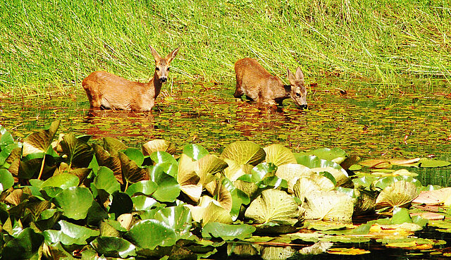 Zwei Rehe banden in einem Teich mit vielen Seerosen