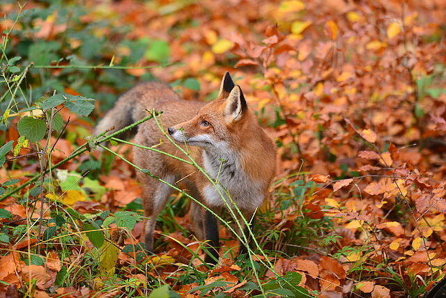 Ein Fuchs der aufmerksam nach links in die Ferne schaut, gut getarnt vor dem Herbstlaub auf dem Boden eines Buchenwaldes.